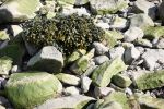 PICTURES/Chignecto Park and  Big Dip Park/t_Big Dip Beach Seaweed5.JPG